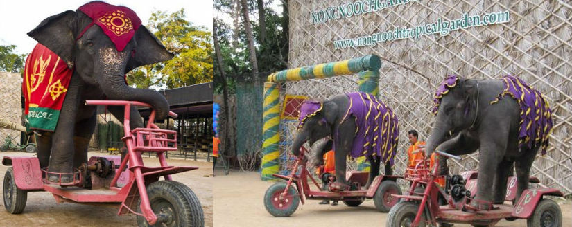велосипед для слона